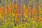 USA, Utah. Wasatch Mountains Aspen in fall color along Highway 39 Art Print